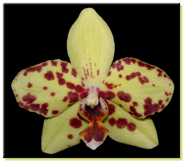 Phalaenopsis Bedford Golden Taylor