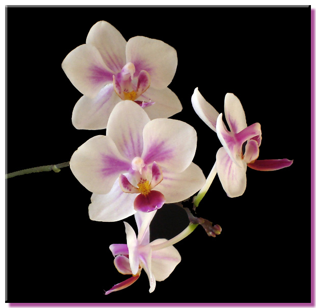 Phalaenopsis Malibu Heart