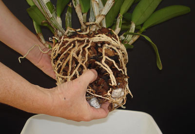 Repot Orchid