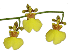 Oncidium Gower Ramsey