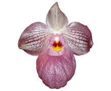 Paphiopedilum Magic Lantern