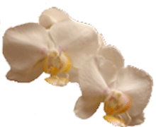 Phalaenopsis DB's Harley