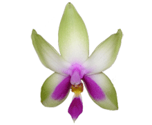 Phalaenopsis bellina