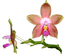 Phalaenopsis violacea