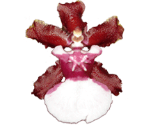 Oncidium Sharry Baby