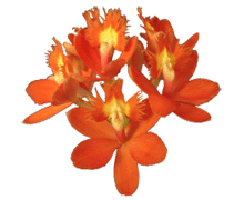 Reed Stem Epidendrum