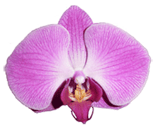 Phalaenopsis