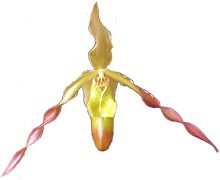 Phragmepedium Sorcerer's Apprentice